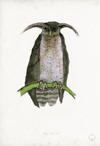 Barred Eagle Owl - artist signed print